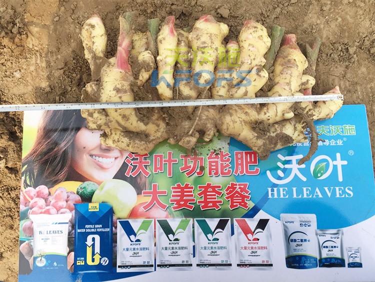 水溶肥用量少，可是效果卻很好！