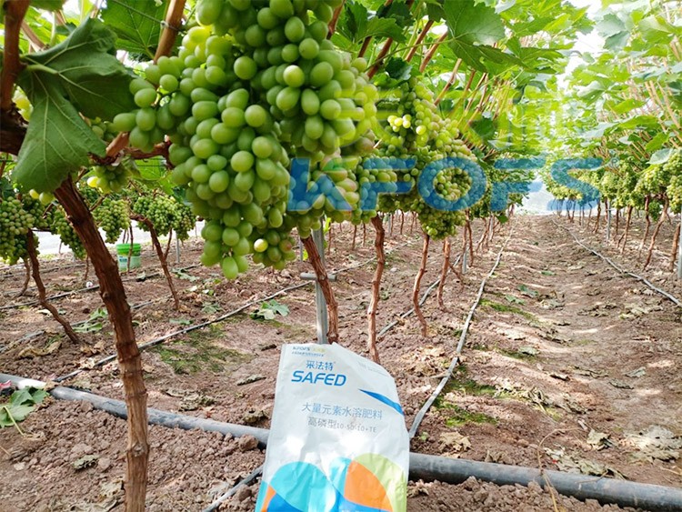 水溶肥價(jià)格高，可是用的人卻很多！