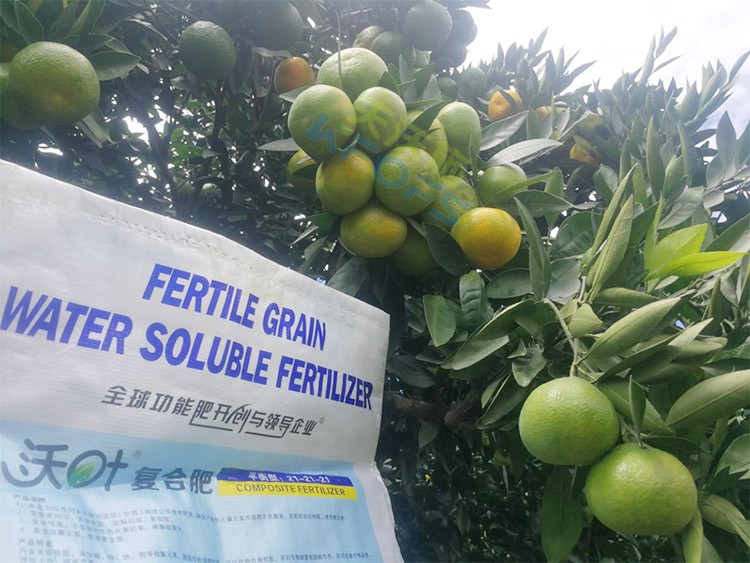 柑橘轉(zhuǎn)色，這幾點(diǎn)你一定要注意！