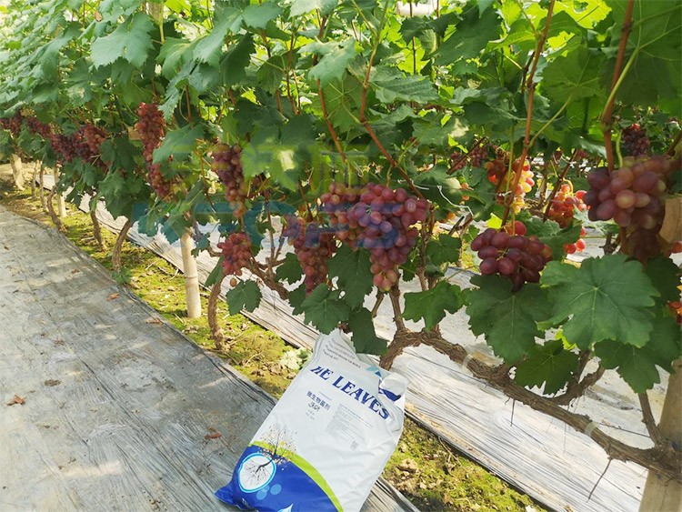 葡萄抽梢粗細不齊，如何搭配水溶肥調(diào)理？