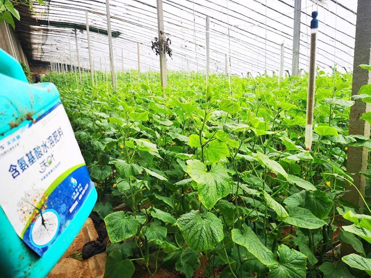 水溶肥品牌選沃葉，讓你脫穎而出！