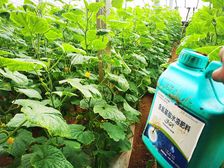 水溶肥品牌選沃葉，讓你脫穎而出！