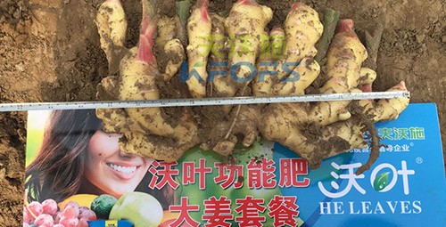 水溶肥用量少，可是效果卻很好！