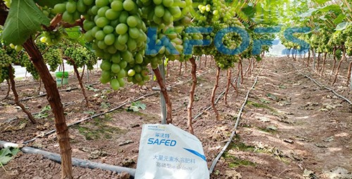 水溶肥價(jià)格高，可是用的人卻很多！