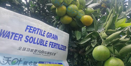 柑橘轉(zhuǎn)色，這幾點(diǎn)你一定要注意！