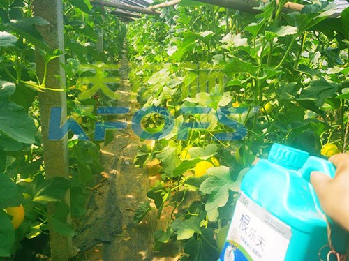 甜瓜用哪個(gè)水溶肥廠(chǎng)家的產(chǎn)品好？