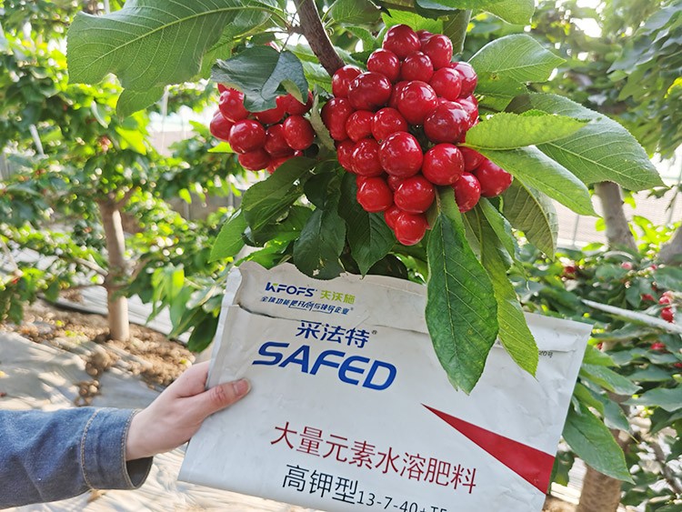 大櫻桃用什么水溶肥又大又甜？