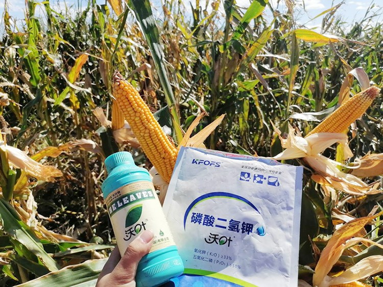 玉米葉面肥哪個品牌好？
