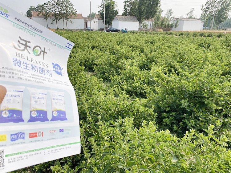 水溶肥這樣搭配使用，解決金銀花根腐黃化