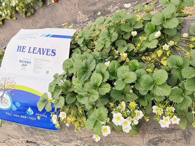 草莓微生物菌劑哪種好？別用錯(cuò)了！