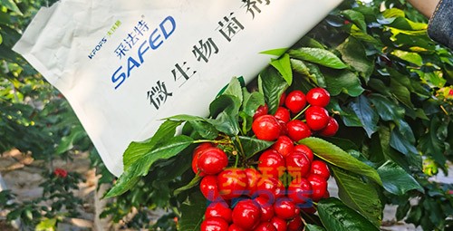 進口水溶肥怎么選？參考這三點就夠了！