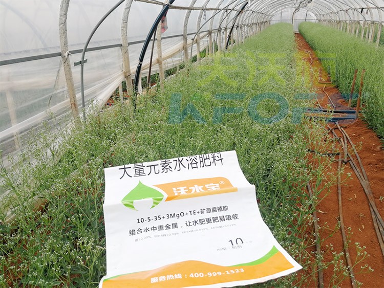 進(jìn)口水溶肥以色列的哪家好？