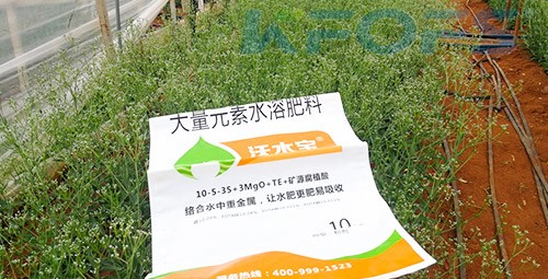 進口水溶肥以色列的哪家好？