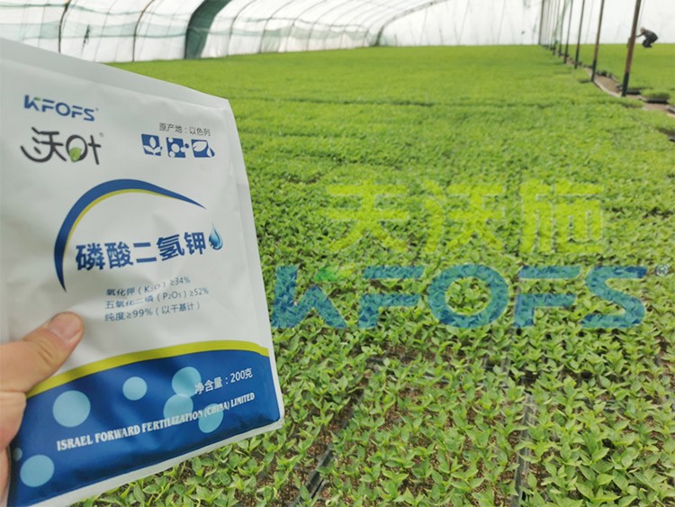 怎么選擇葉面肥廠家？看完就知道！