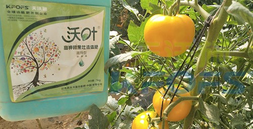 水溶肥的作用，不得不說(shuō)太強(qiáng)大了！