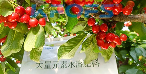 大量元素水溶肥為什么都說(shuō)進(jìn)口的好？