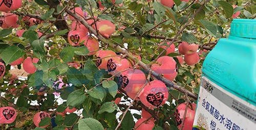 沃葉水溶肥效果怎么樣？怎么購(gòu)買？