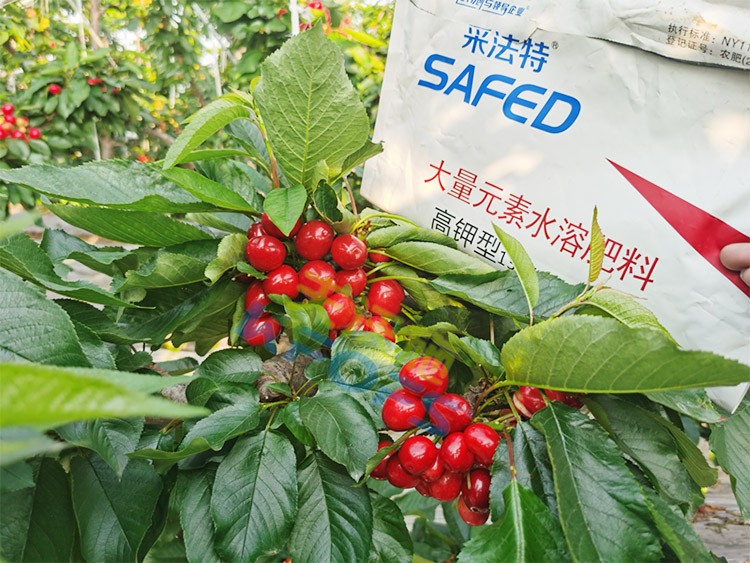 水溶肥用對了，果大果多品質(zhì)好！