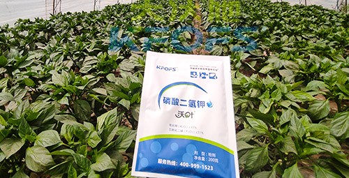 磷酸二氫鉀的正規(guī)廠家是什么樣的？