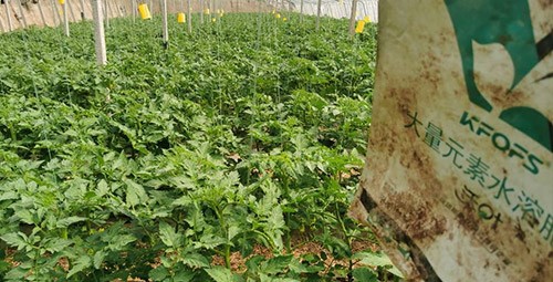 水溶肥哪種的效果好？看完別說不知道了！