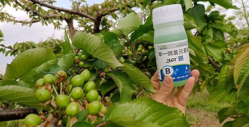 硼肥哪個品牌的好？這款不要錯過！