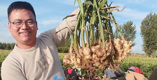 進口水溶肥推薦你選沃葉，這就是原因！