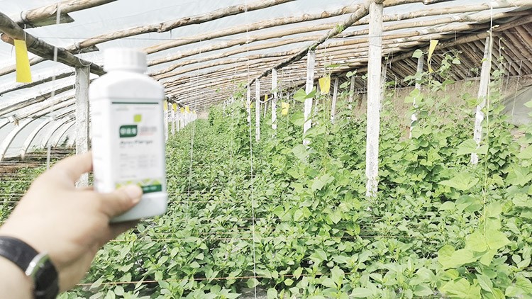 解藥害用什么葉面肥好？