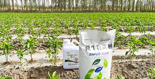 微生物菌肥哪家好？用效果說話！