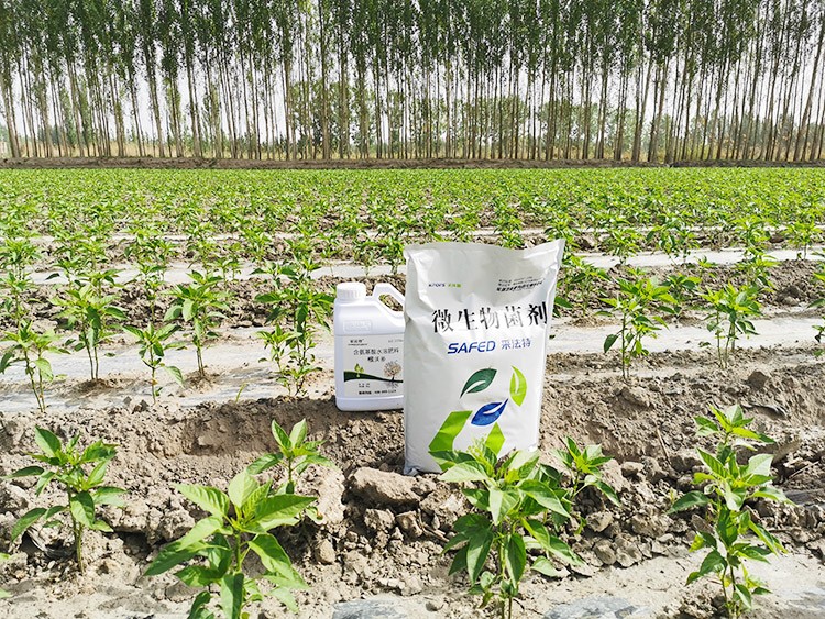 微生物菌肥哪家好？用效果說話！