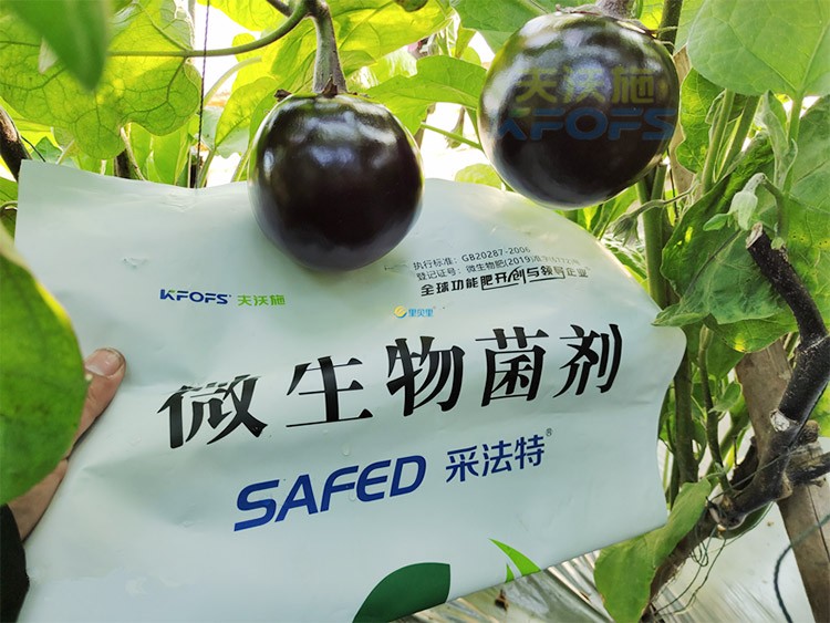 進(jìn)口水溶肥蔬菜上怎么用效果好？