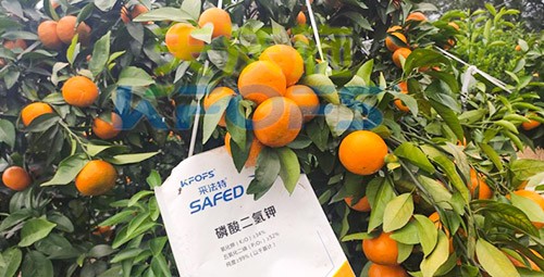 柑橘專用肥選采法特，就是不一樣！