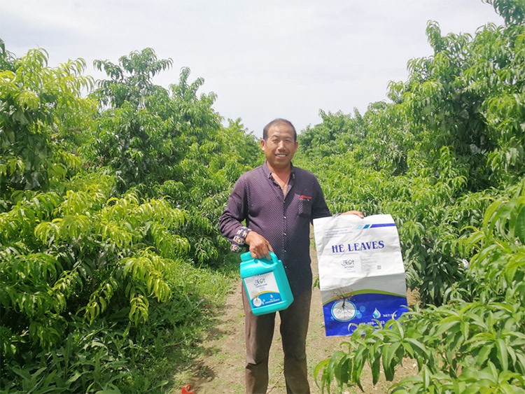 桃樹(shù)施什么肥料好，看這一篇就夠了！