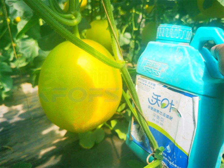 甜瓜用什么肥料更甜，你知道嗎？