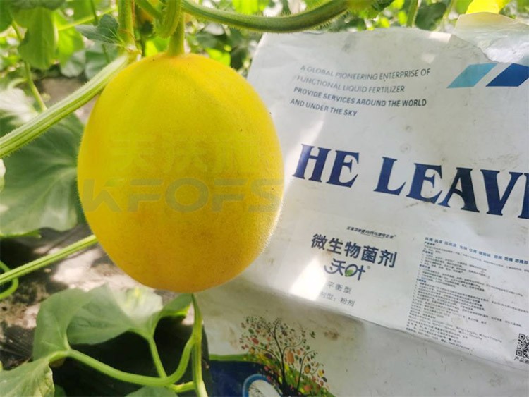 甜瓜用什么肥料更甜，你知道嗎？