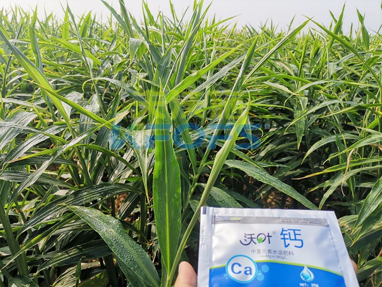 鈣肥為何在大姜上全程使用？