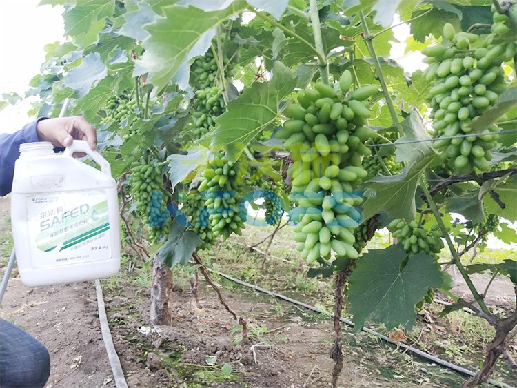 進口水溶肥用這個，葡萄能增產(chǎn)
