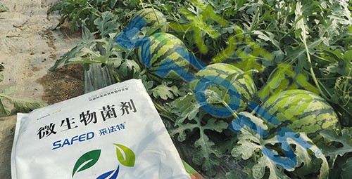 西瓜用微生物菌劑，能達到什么效果？