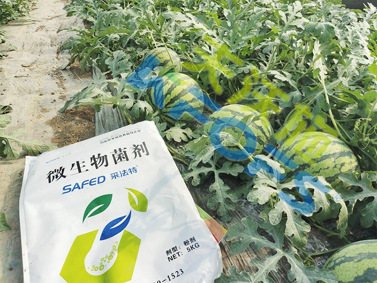 西瓜用微生物菌劑，能達(dá)到什么效果？