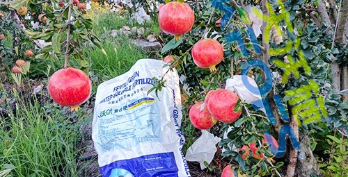 顆粒水溶肥軟籽石榴用，有這三個好處！