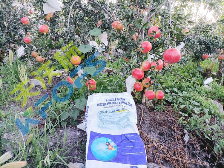 顆粒水溶肥軟籽石榴用，有這三個好處！