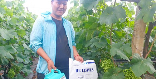 葡萄轉(zhuǎn)色，這幾點你忽視了嗎？