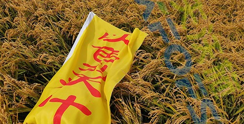 水稻用水溶肥，這三個方面的效果很明顯！