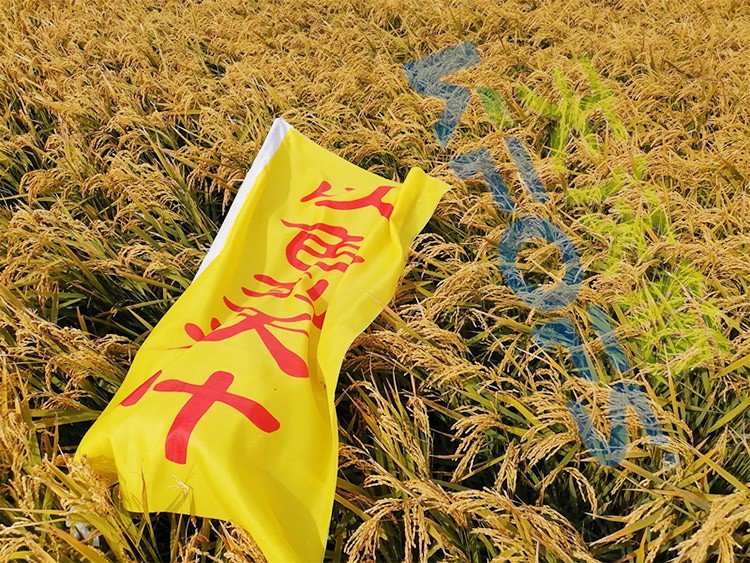 水稻用水溶肥，這三個方面的效果很明顯！