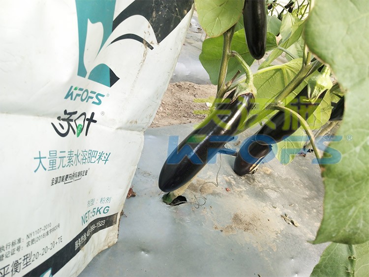 蔬菜用進口水溶肥，有什么突出效果？