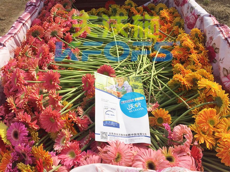 花卉用這款磷酸二氫鉀，效果不一般！