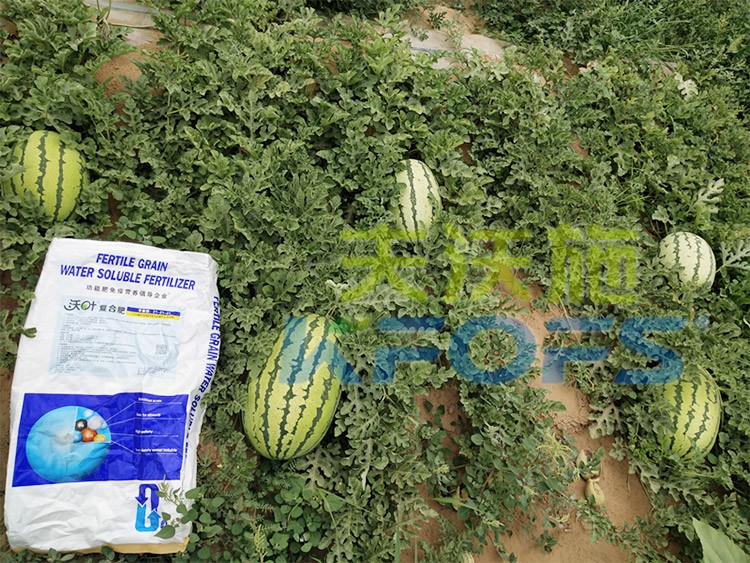 西瓜用什么進(jìn)口水溶肥好？