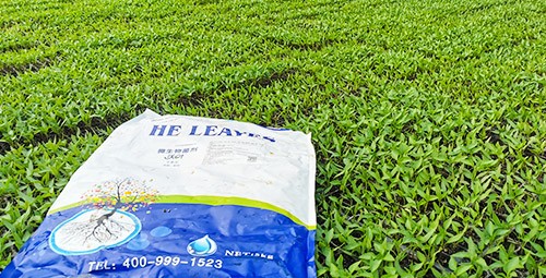 黃瓜用這樣的水溶肥，產(chǎn)量就是高！