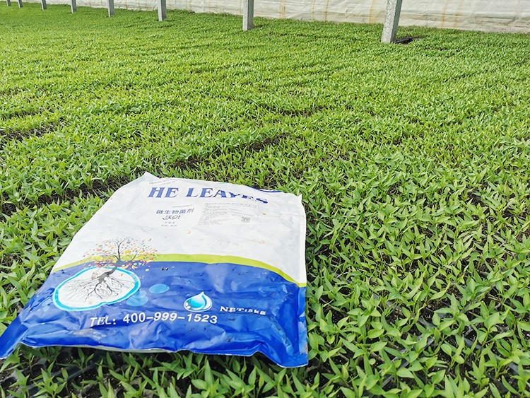 辣椒苗期用什么水溶肥好？