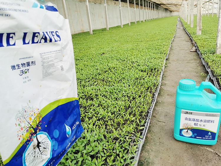 辣椒苗期用什么水溶肥好？