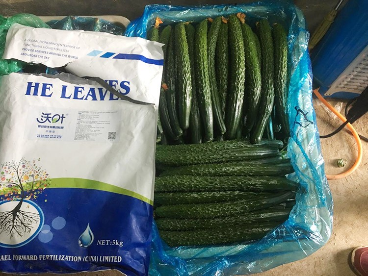 黃瓜用這樣的水溶肥，產(chǎn)量就是高！